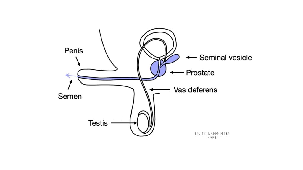 diagram of semen flow from prostate and seminal vesicles- John Curington MD